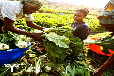 Sécurité alimentaire